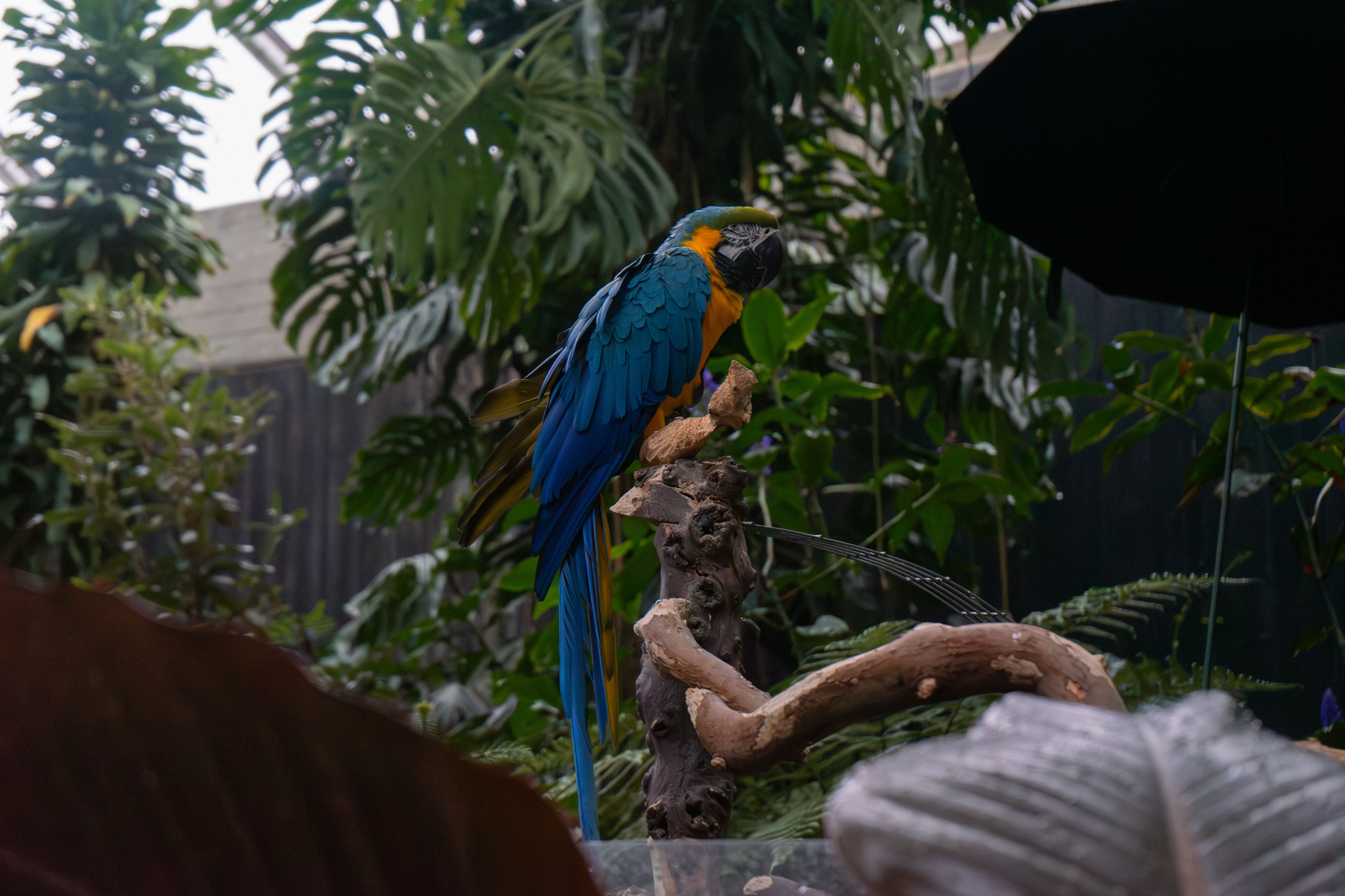 Vibrant Blue-and-Yellow Macaw in Lush Jungle · Free Stock Photo
