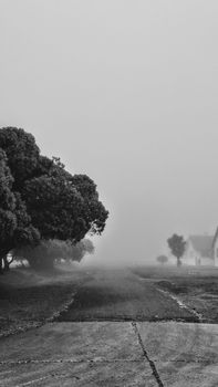 Mysterious foggy road with trees in a rural setting, captured in black and white.