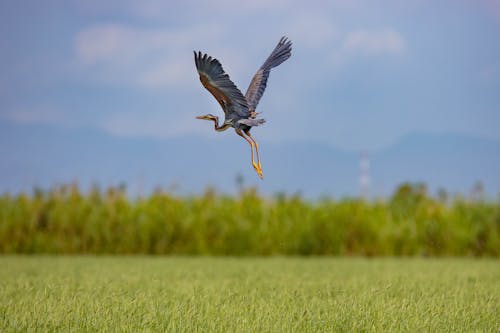 Photo of Heron Flying Above the Grass