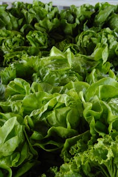 充满活力的新鲜绿色生菜叶系列展示了有机健康农产品