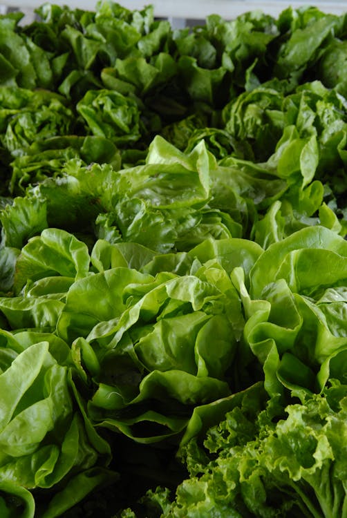 Free Photo of Lettuce Lot Stock Photo