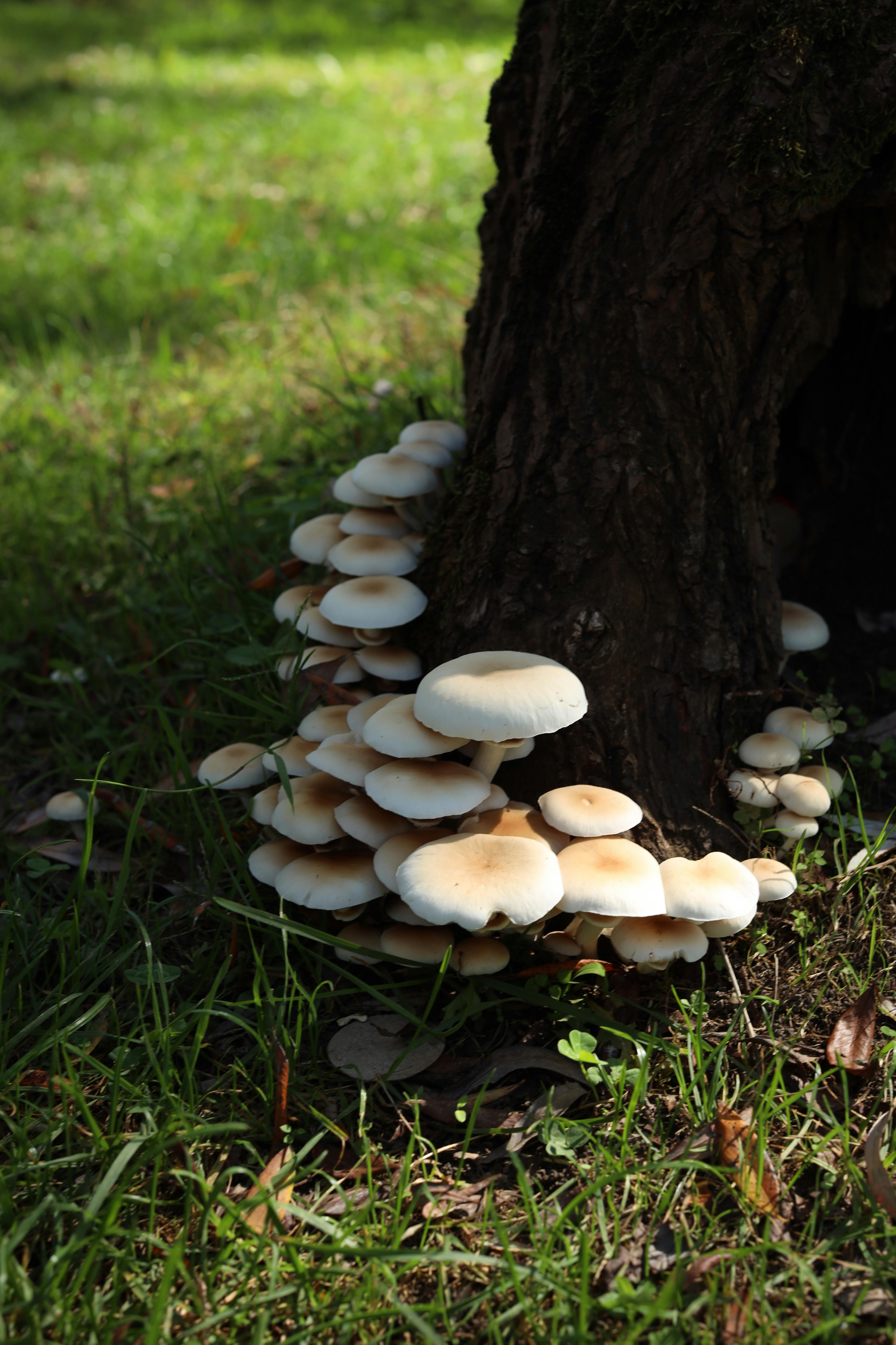 cluster of white mushrooms at tree base in sunlit garden