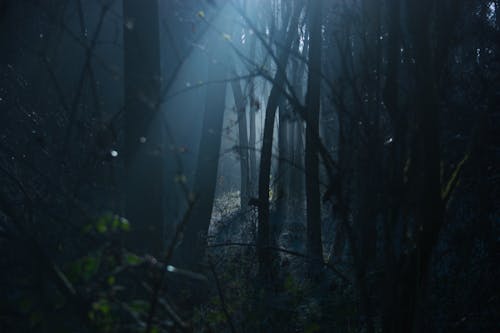 Free Forest Scene Stock Photo