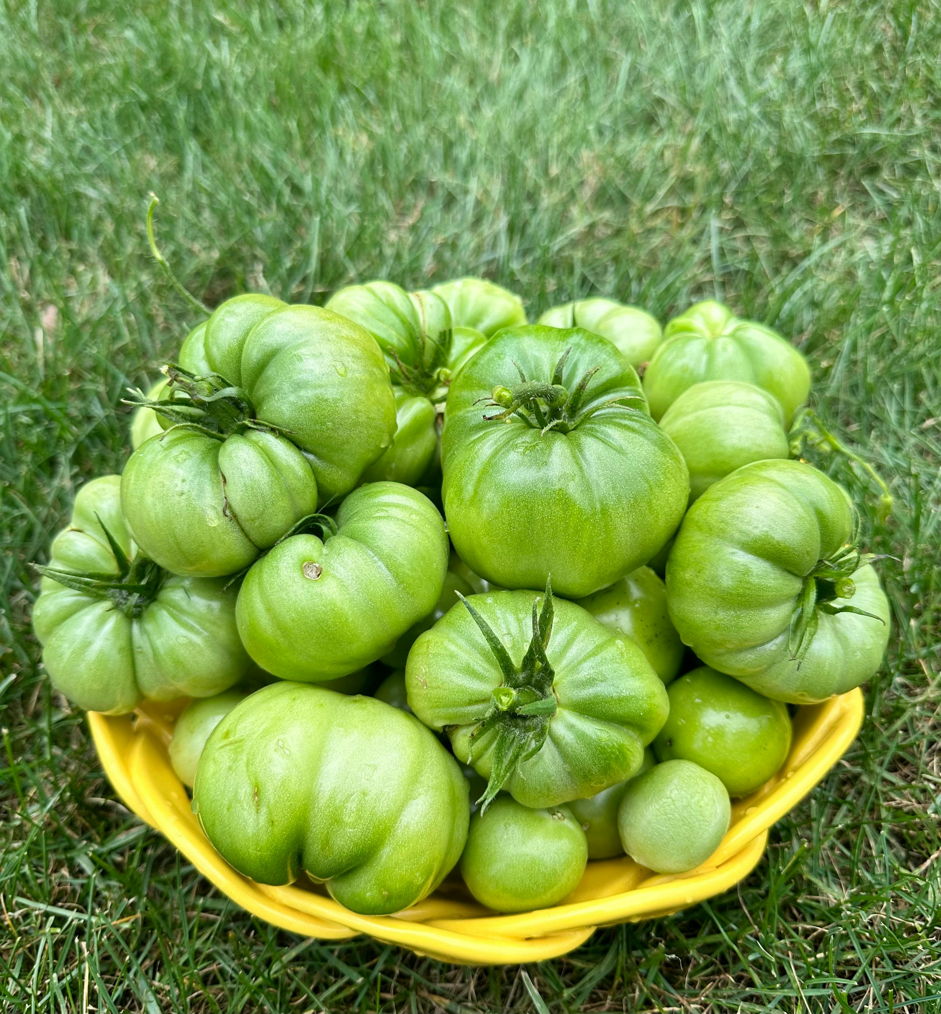 healthy indeterminate tomato plant with fruit