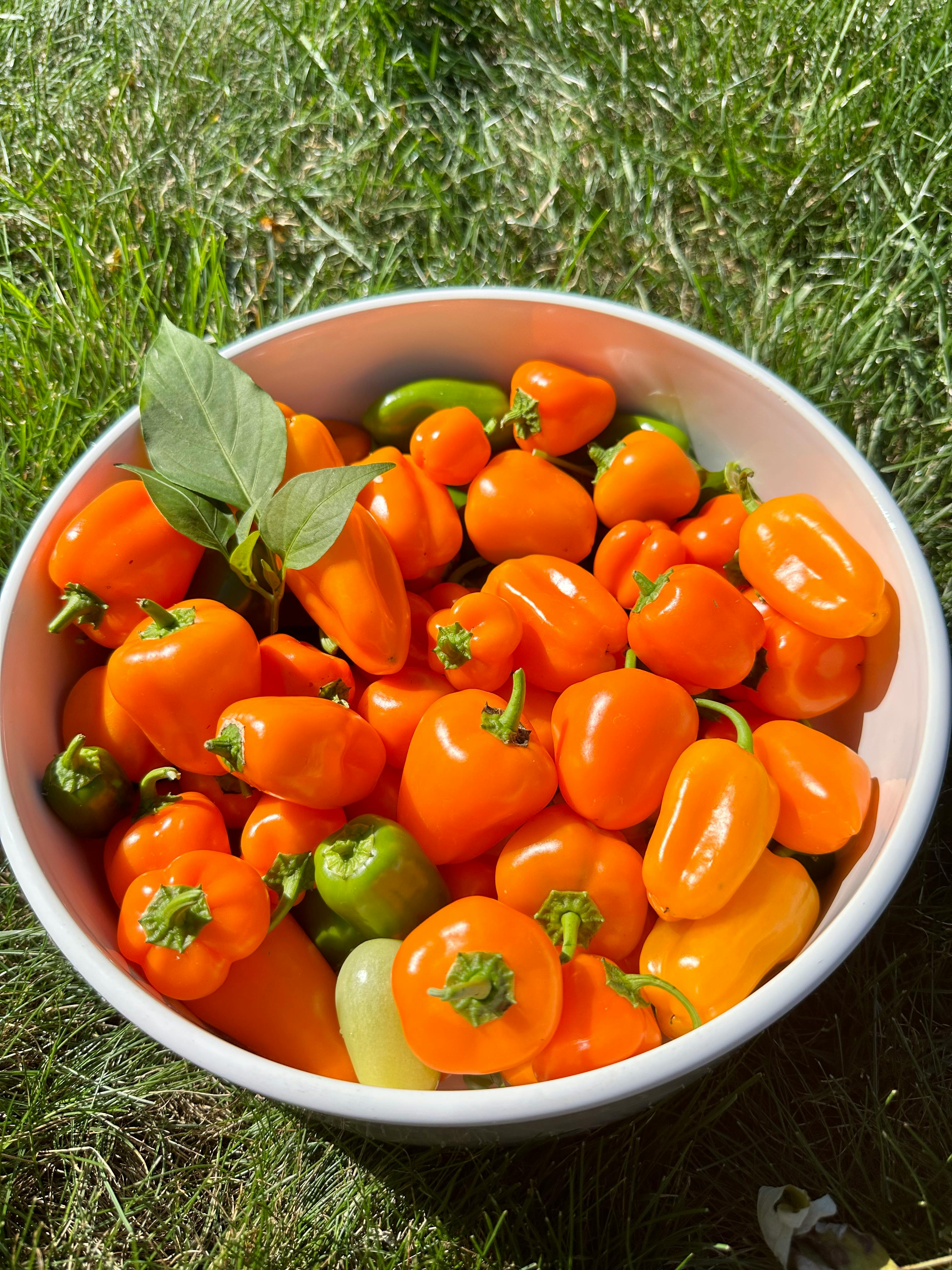 A colorful collection of fresh orange and green peppers in a bowl on lush green grass.