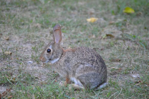 Selective Photography Of Grey Rabbit · Free Stock Photo