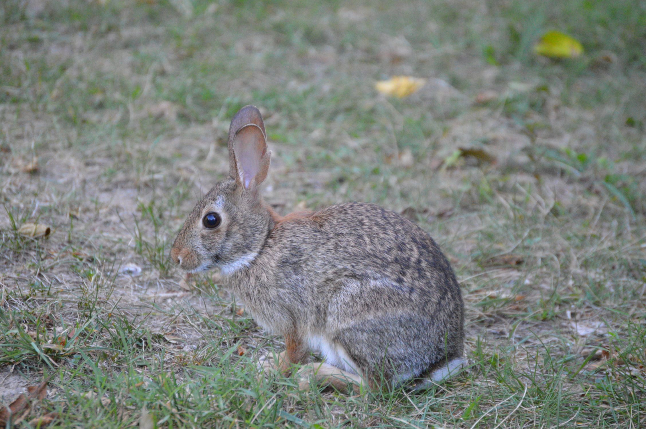 Eastern Cottontail Rabbit in Dillsburg Park · Free Stock Photo