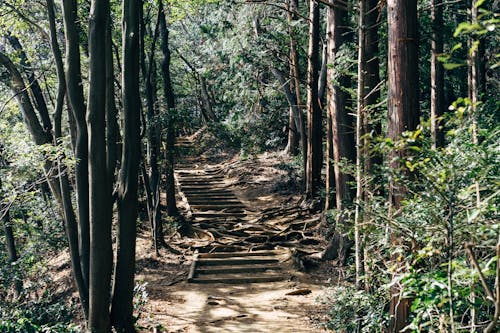 Photo of Pathway Surrounded by Trees
