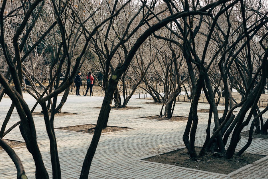 A serene view of leafless trees with two people walking through a Beijing park during winter.