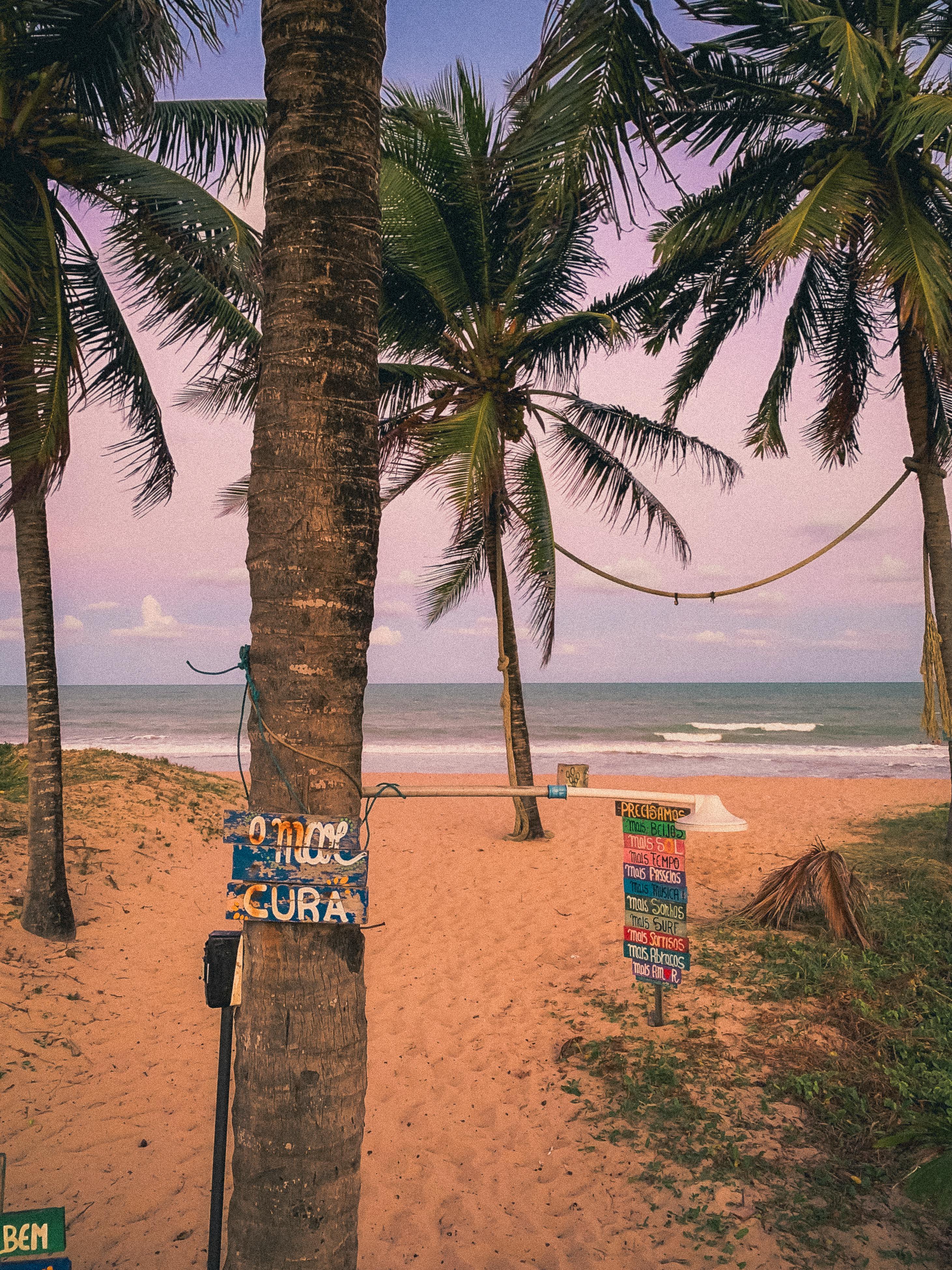 scenic beach view with coconut trees at sunset