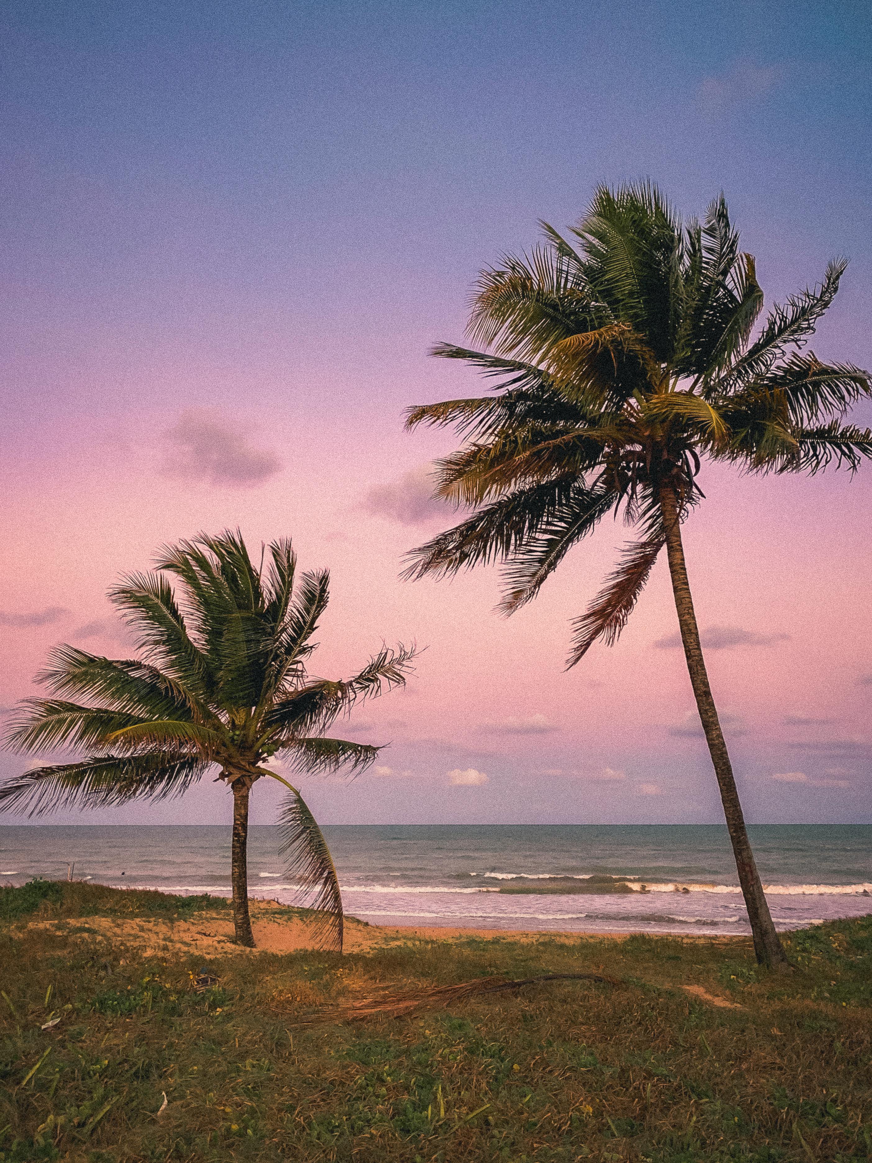Serene tropical sunset with palm trees at Praia de Paraíba, Brazil's coast.