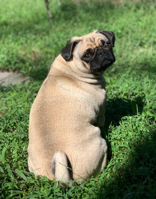 Free A cute pug enjoys sunbathing on a grassy lawn in Severna Park, Maryland. Stock Photo
