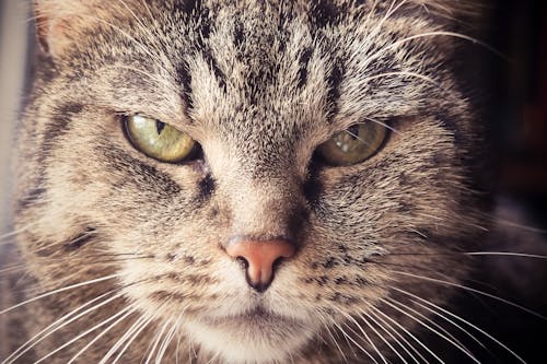 Selective Focus Photography of Brown Tabby Cat