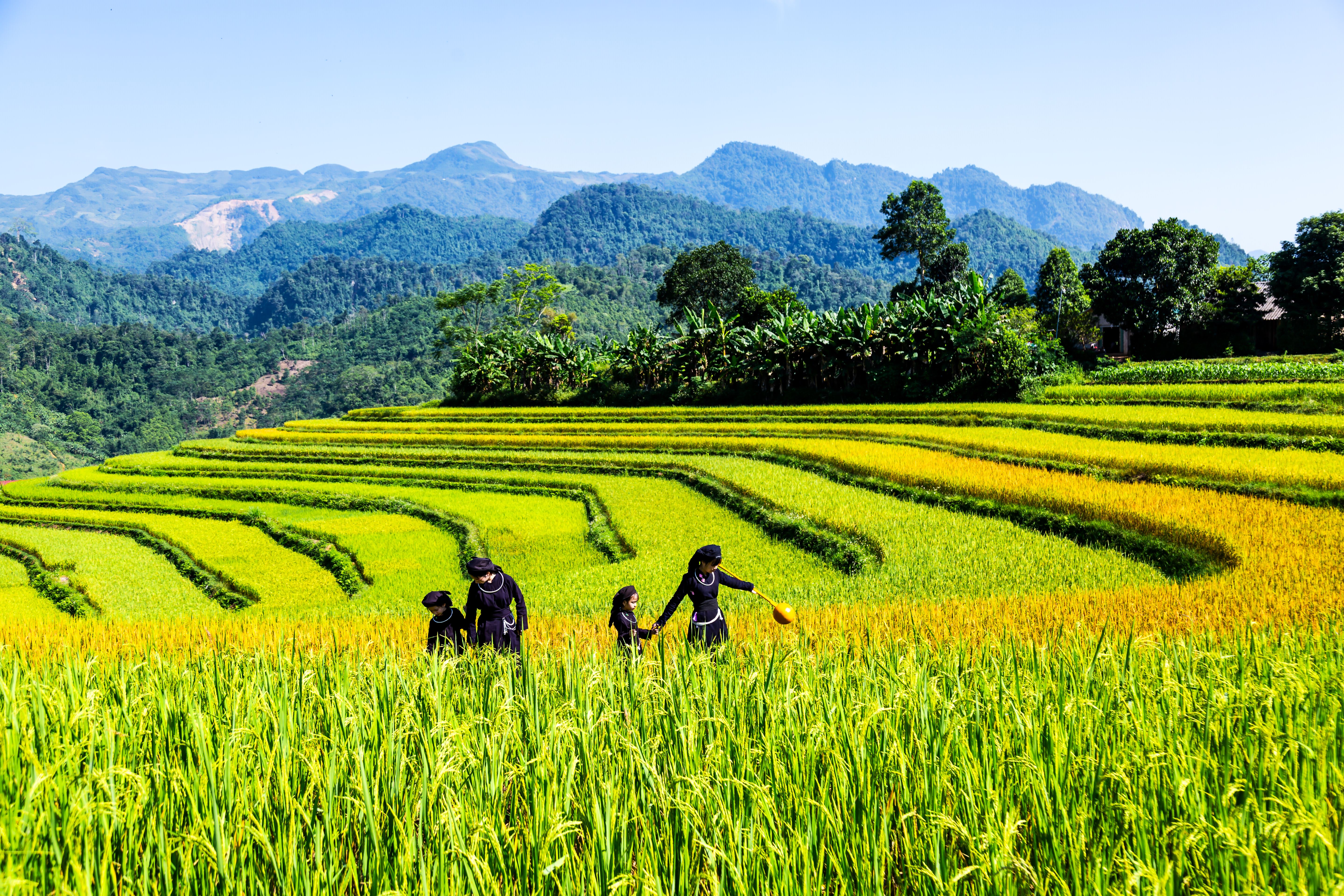 Families walking through lush terraced rice fields · Free Stock Photo