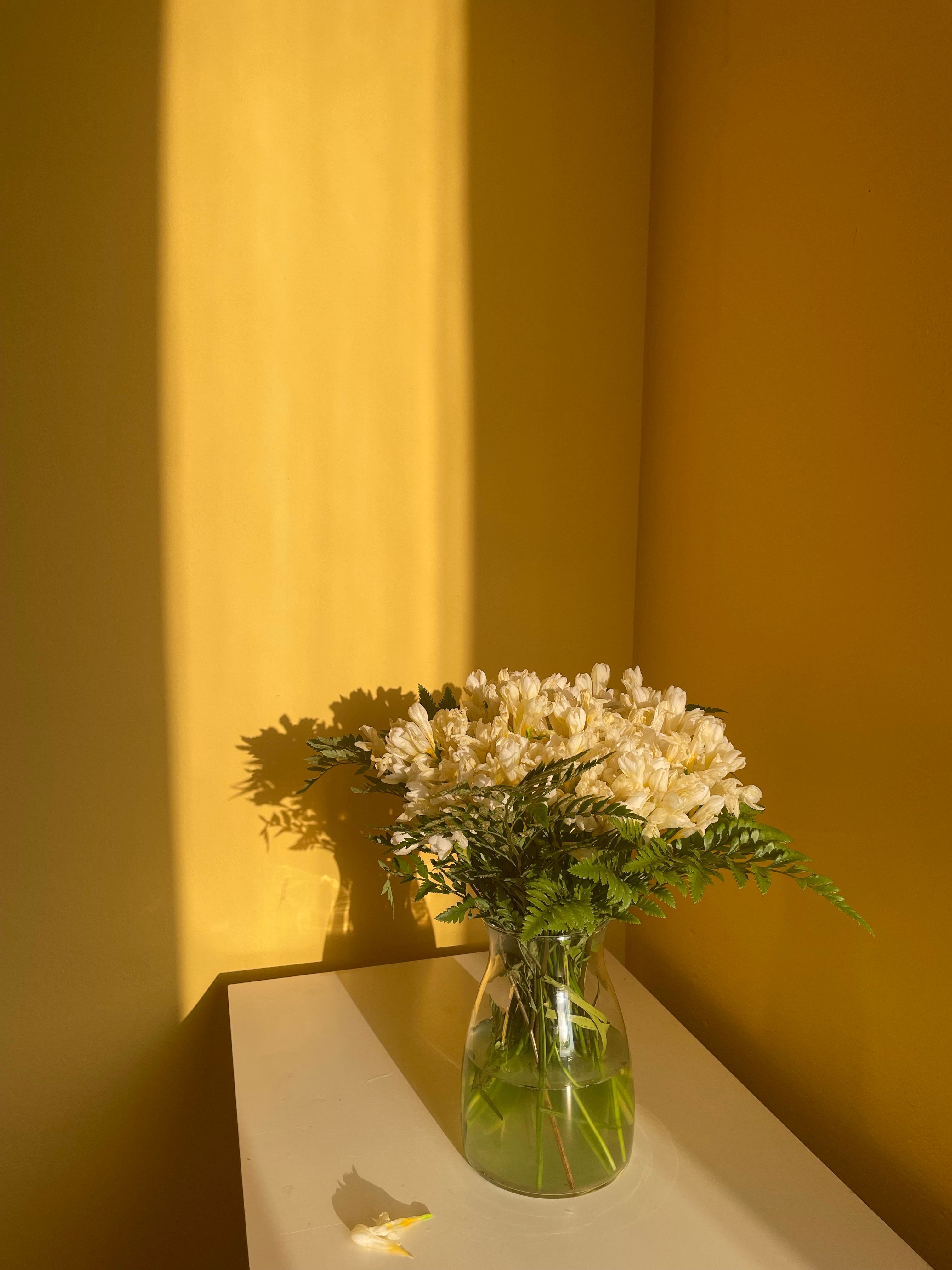 A beautiful arrangement of white flowers in a vase illuminated by warm sunlight against a yellow wall.