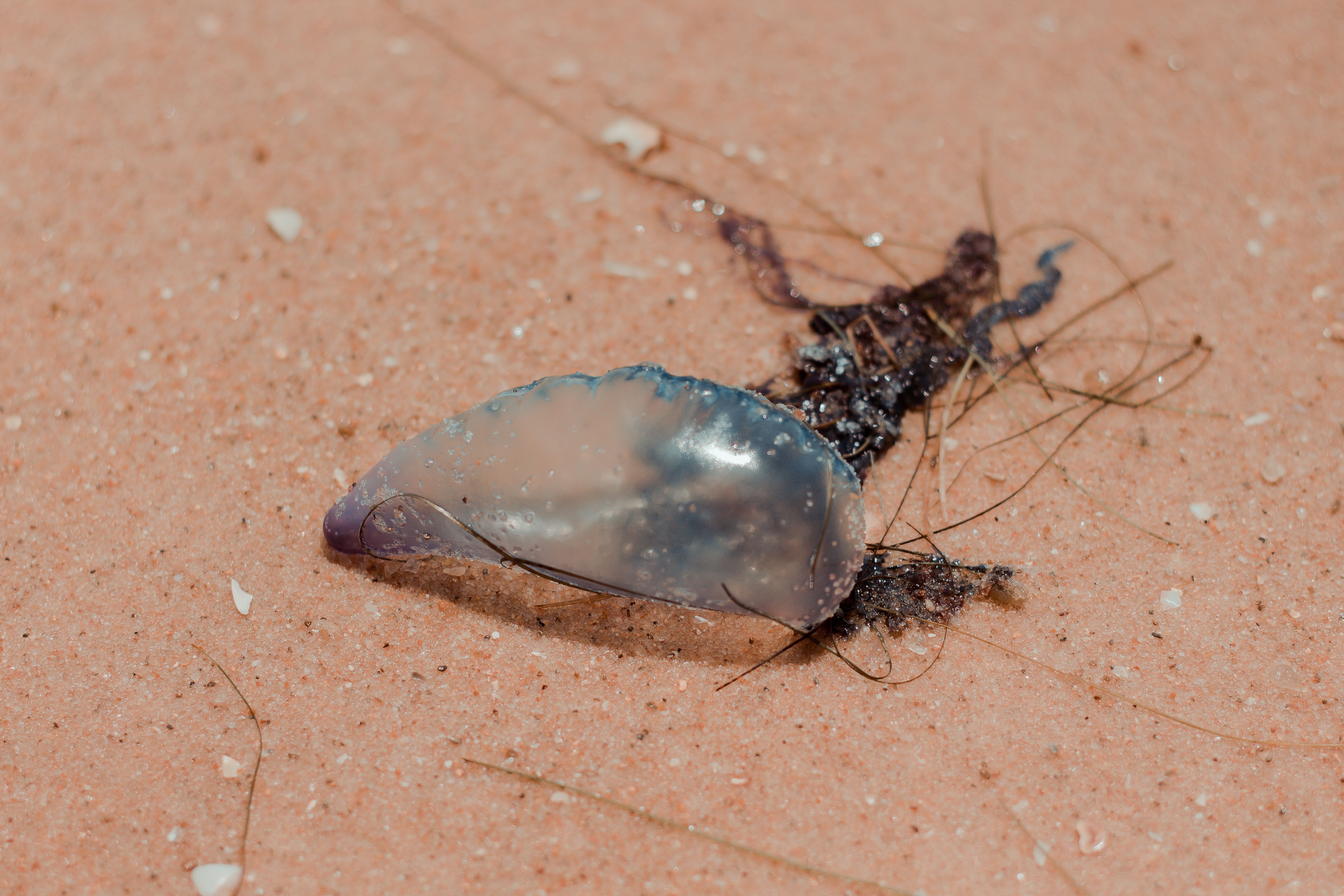 Portuguese Man O' War on Beach in Aracati · Free Stock Photo