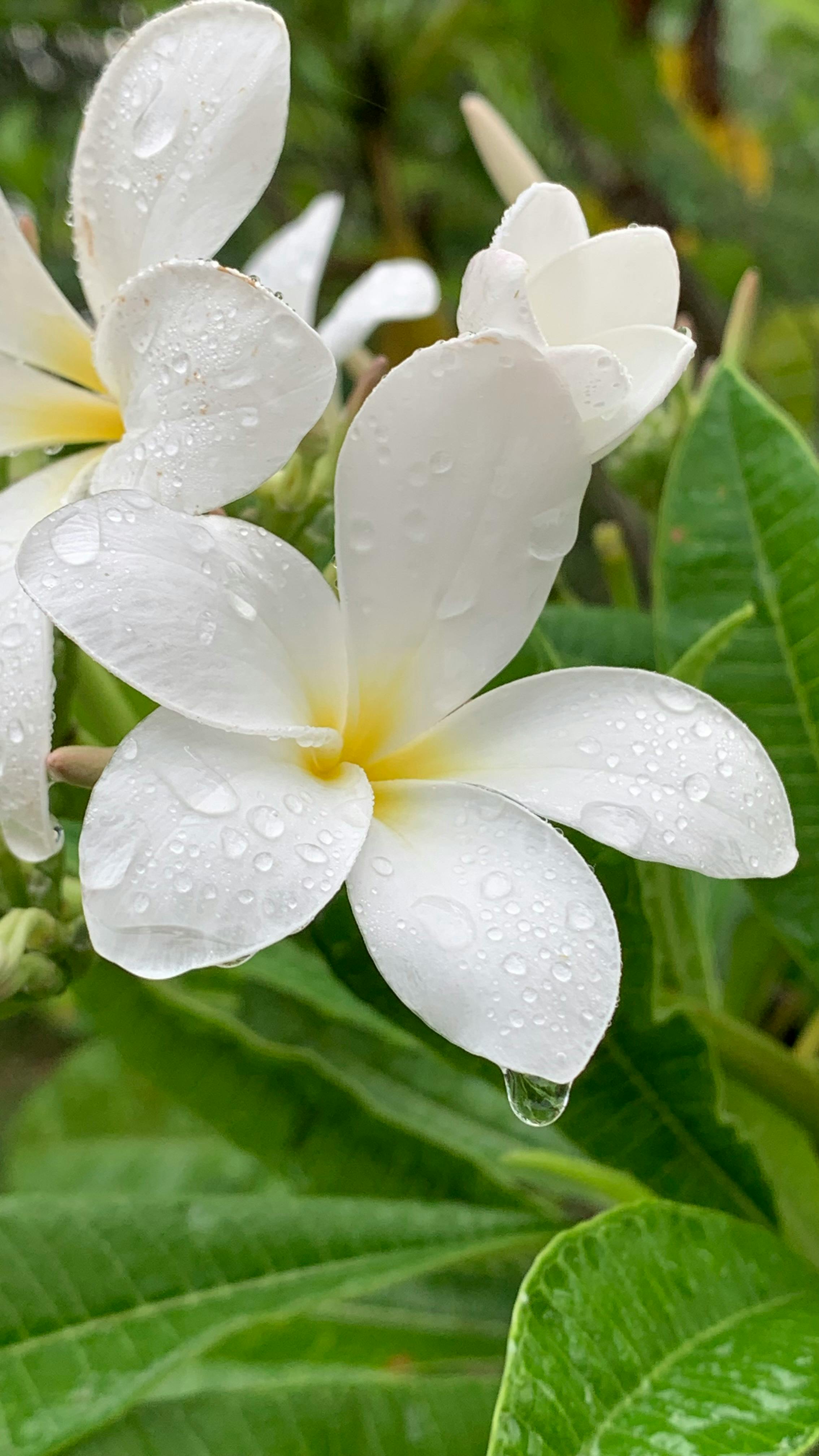 raindrop adorned white plumeria blossoms