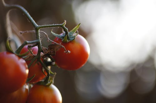 Foto Del Primo Piano Dei Pomodori Rossi