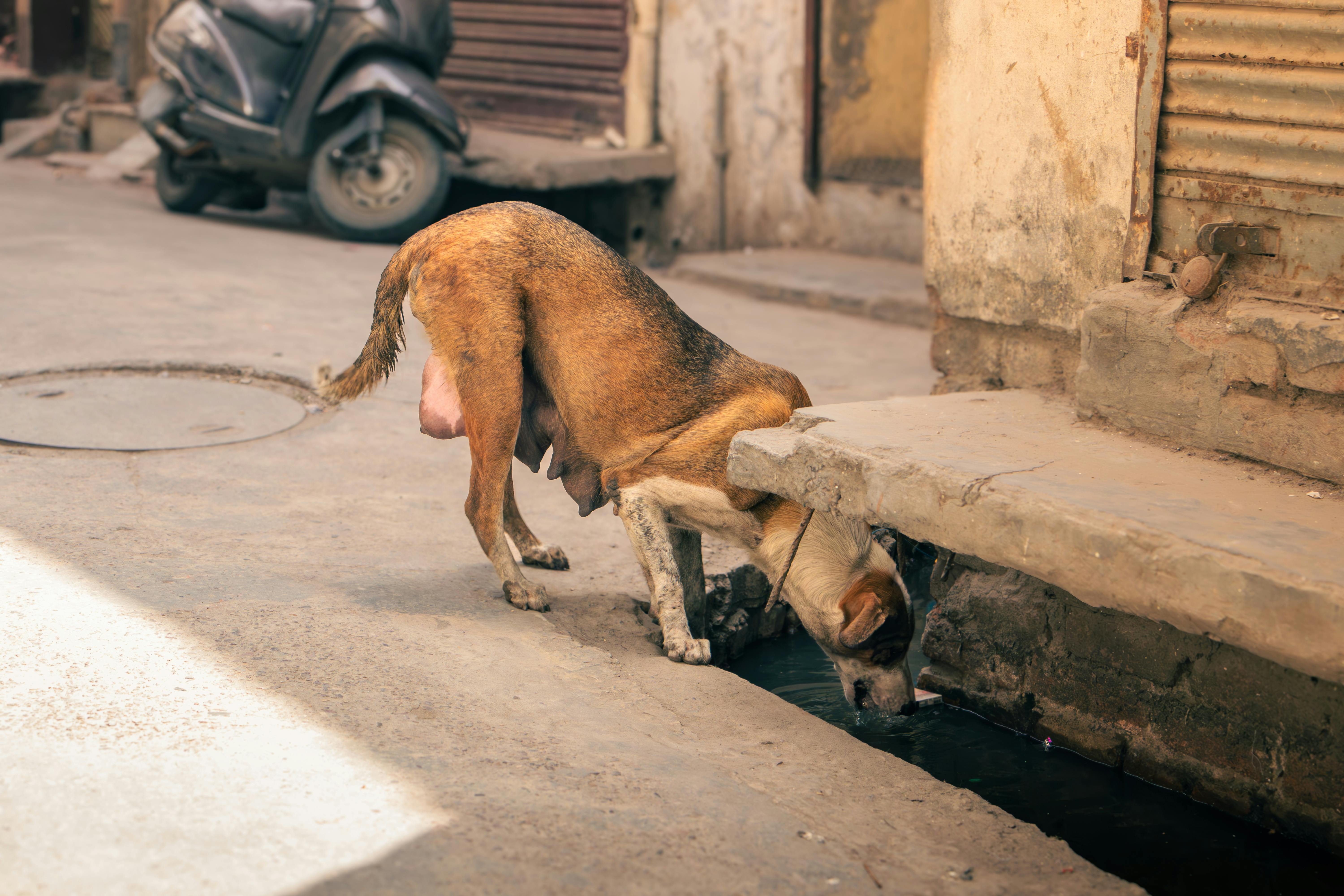 A thirsty stray dog seeks water from a gutter amid summer heat in Jalandhar, India.