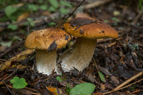 Two porcini in a leafy forest