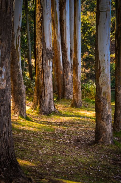 Free Sunlight filtering through eucalyptus trees creates a serene forest path. Stock Photo