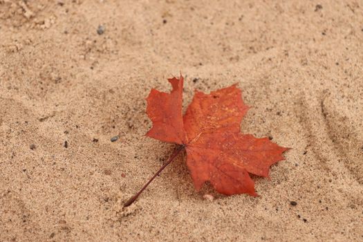 Red maple leaf on sand, capturing the essence of autumn in Sweden.