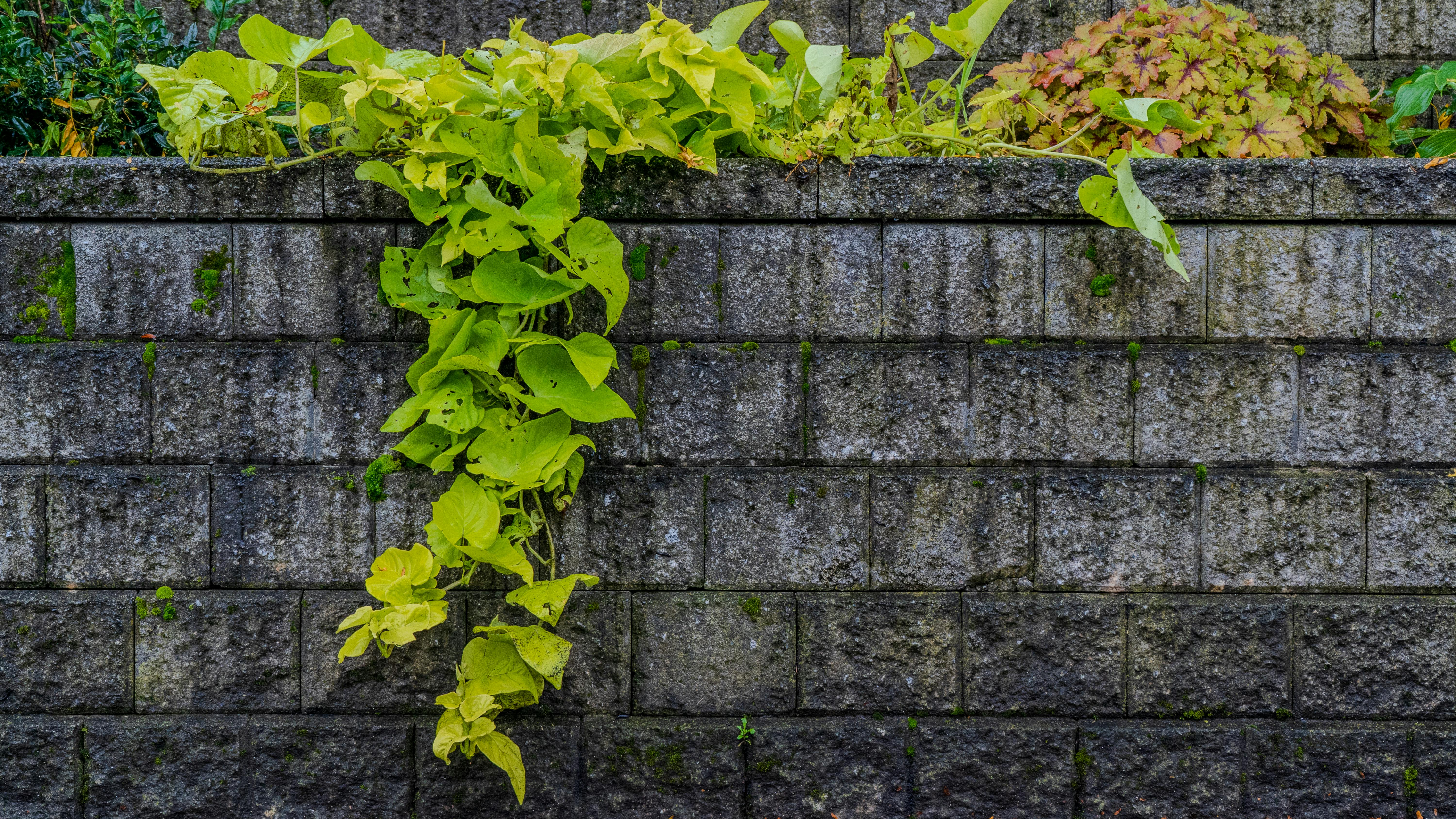 vibrant green ivy on stone wall background