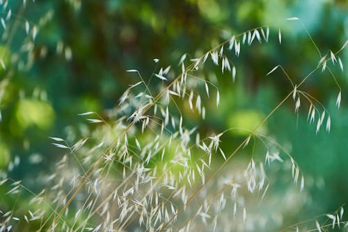 Fotobanka s bezplatnými fotkami na tému exteriéry, hĺbka ostrosti, jar