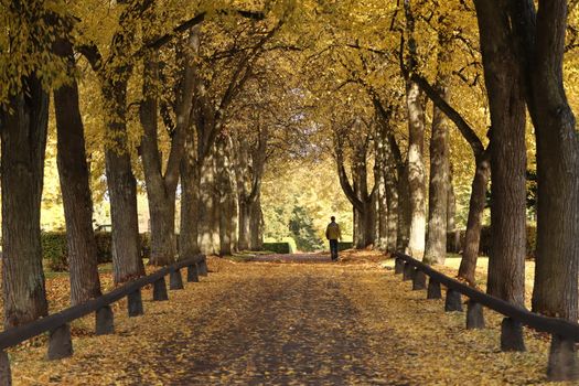 A peaceful autumn walk in a tree-lined path in Jönköping, Sweden.