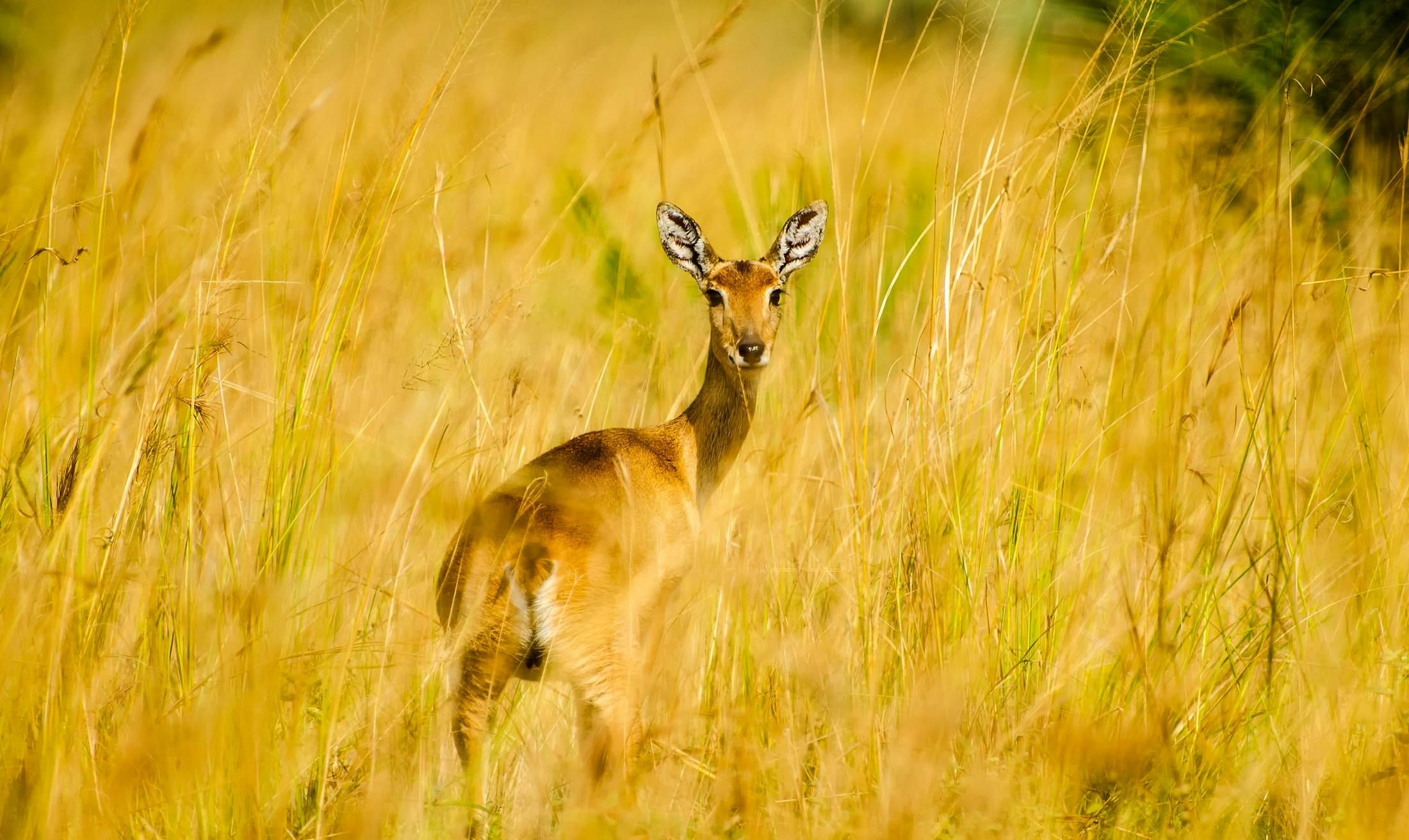 Kostenloses Foto zum Thema afrika, antilope, hdr