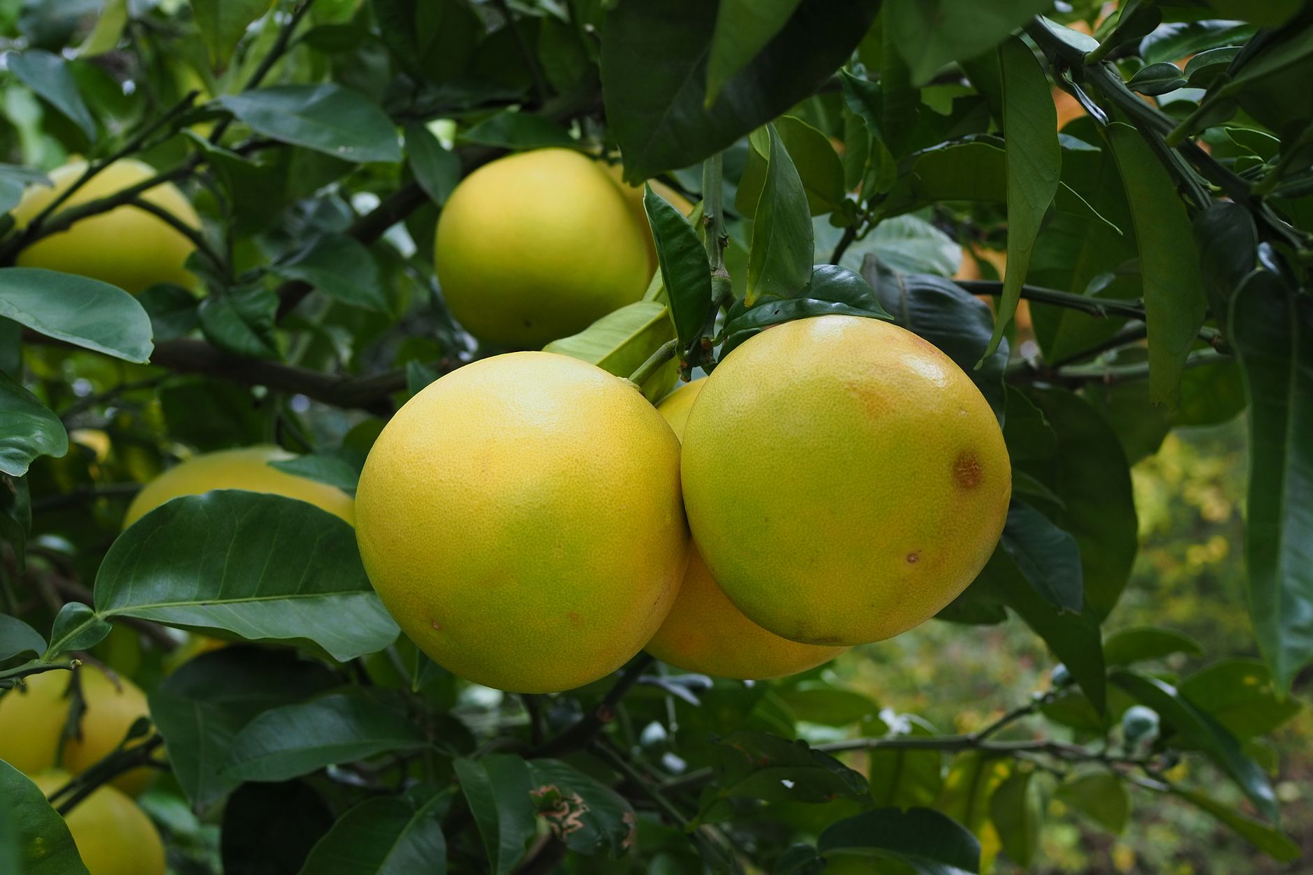 Close-up of ripe persimmons hanging on a tree branch, showcasing fresh subtropical fruit in Tokyo, Japan.