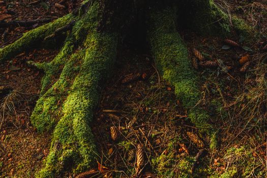 Close-up of mossy tree roots with pinecones, capturing the essence of an autumn forest in Romania.