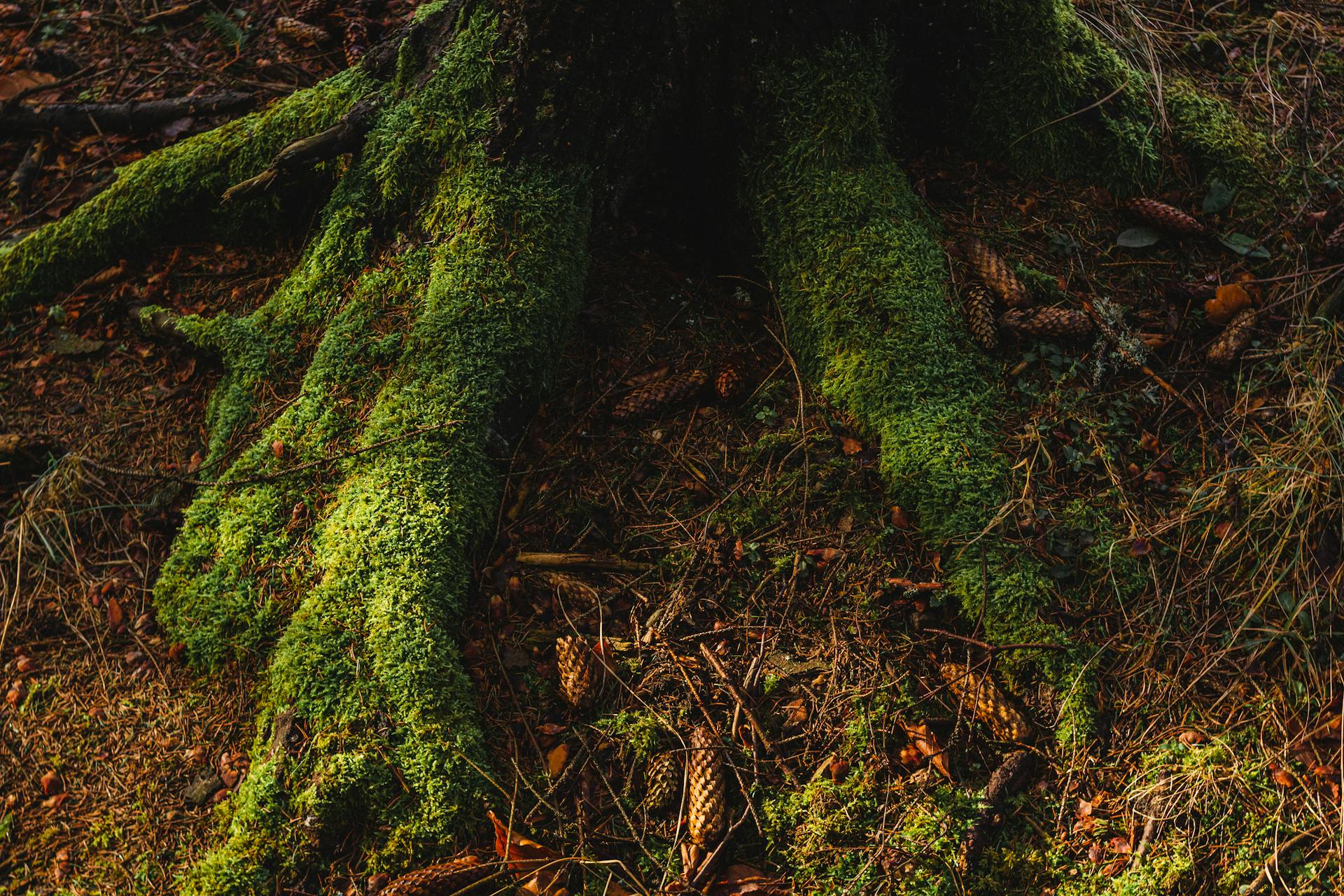 Moss-Covered Tree Roots in Romanian Forest