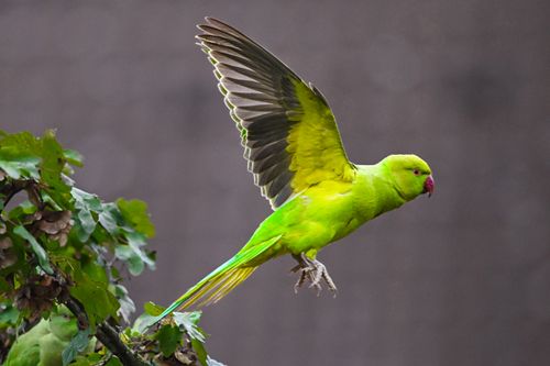Free A vivid green ring-necked parakeet gracefully flying near foliage. Stock Photo