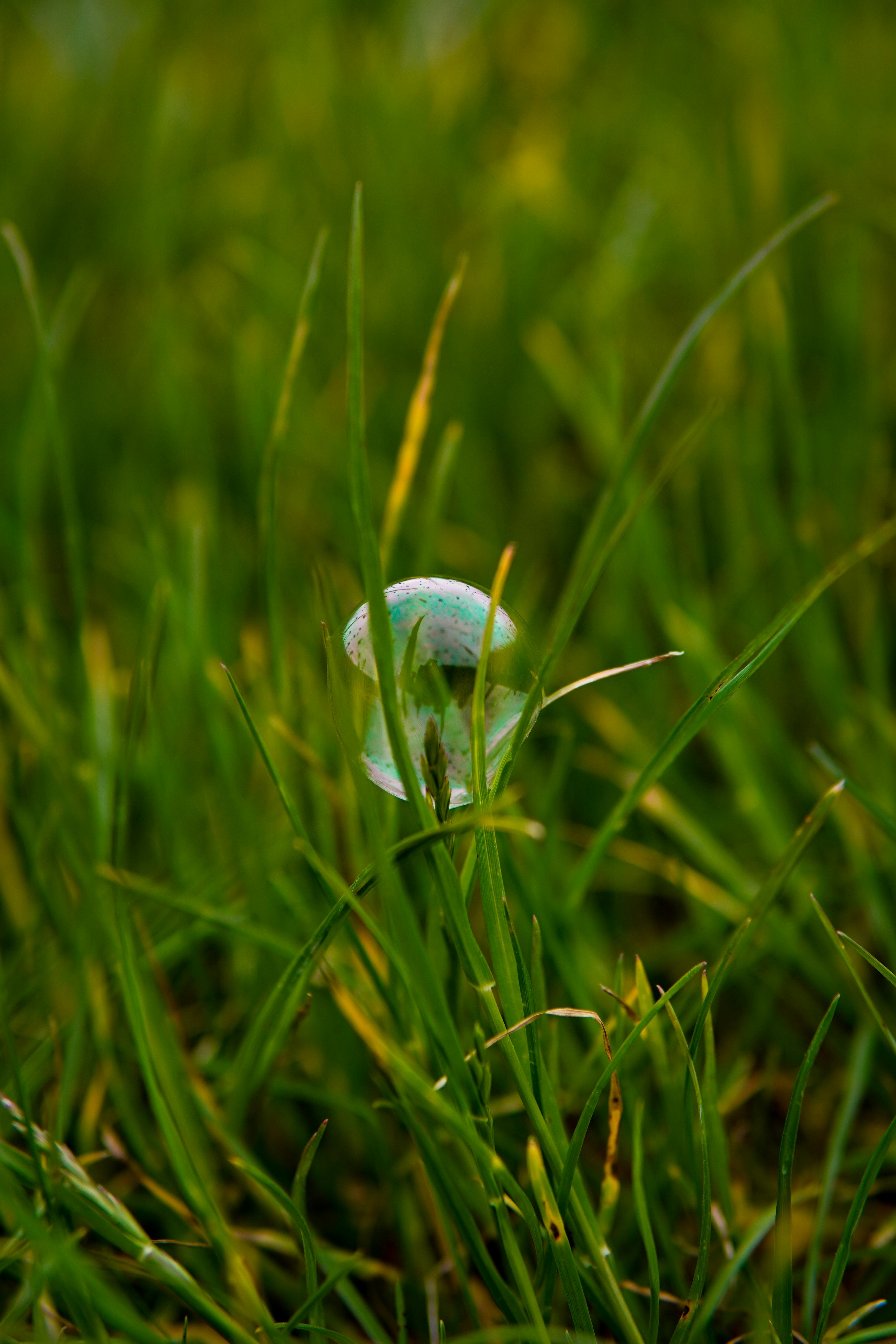 delicate bubble resting on green grass blades