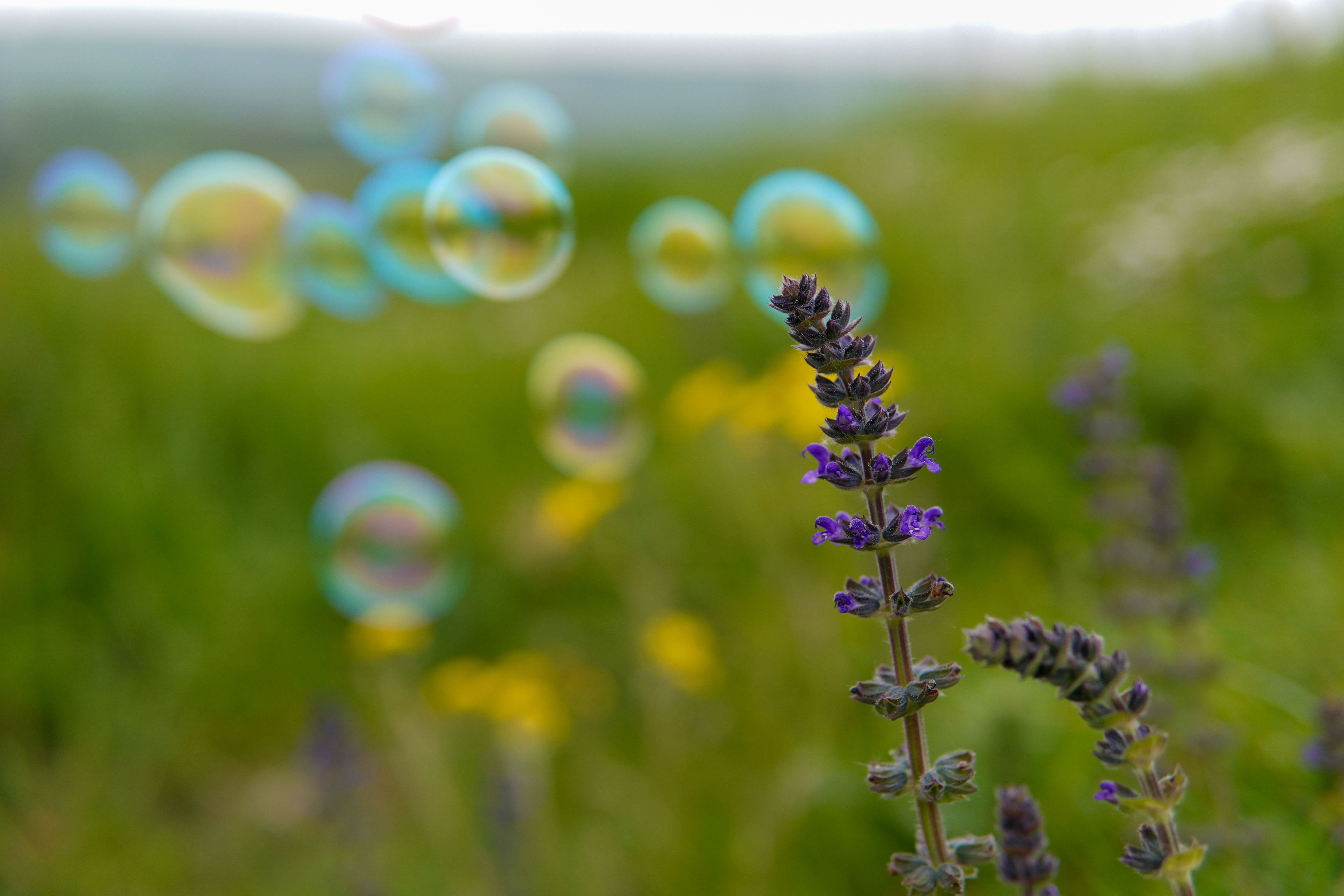 Lavender Field with Floating Soap Bubbles · Free Stock Photo