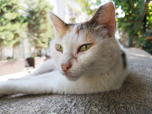 Free White Cat Stock Photo