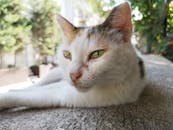 一只长着绿色眼睛的宁静家猫，在阳光明媚的日子里在外休息