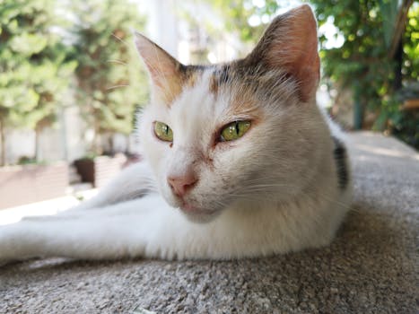 一只长着绿色眼睛的宁静家猫，在阳光明媚的日子里在外休息