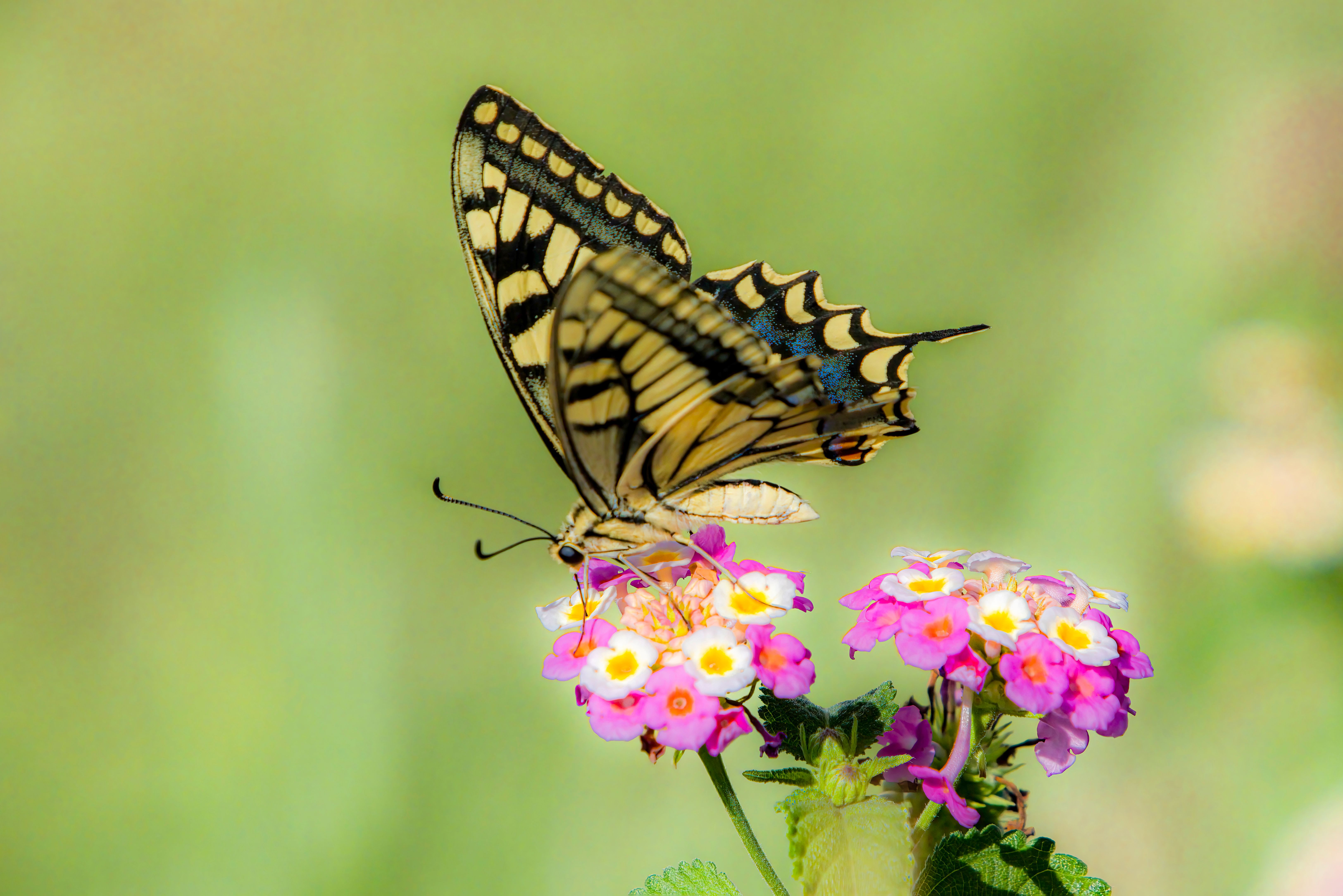 Valley of Butterflies