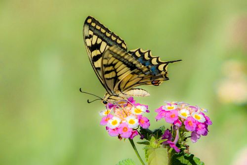 Free Close-up of an Old World Swallowtail butterfly resting on colorful flowers in a sunny meadow. Stock Photo