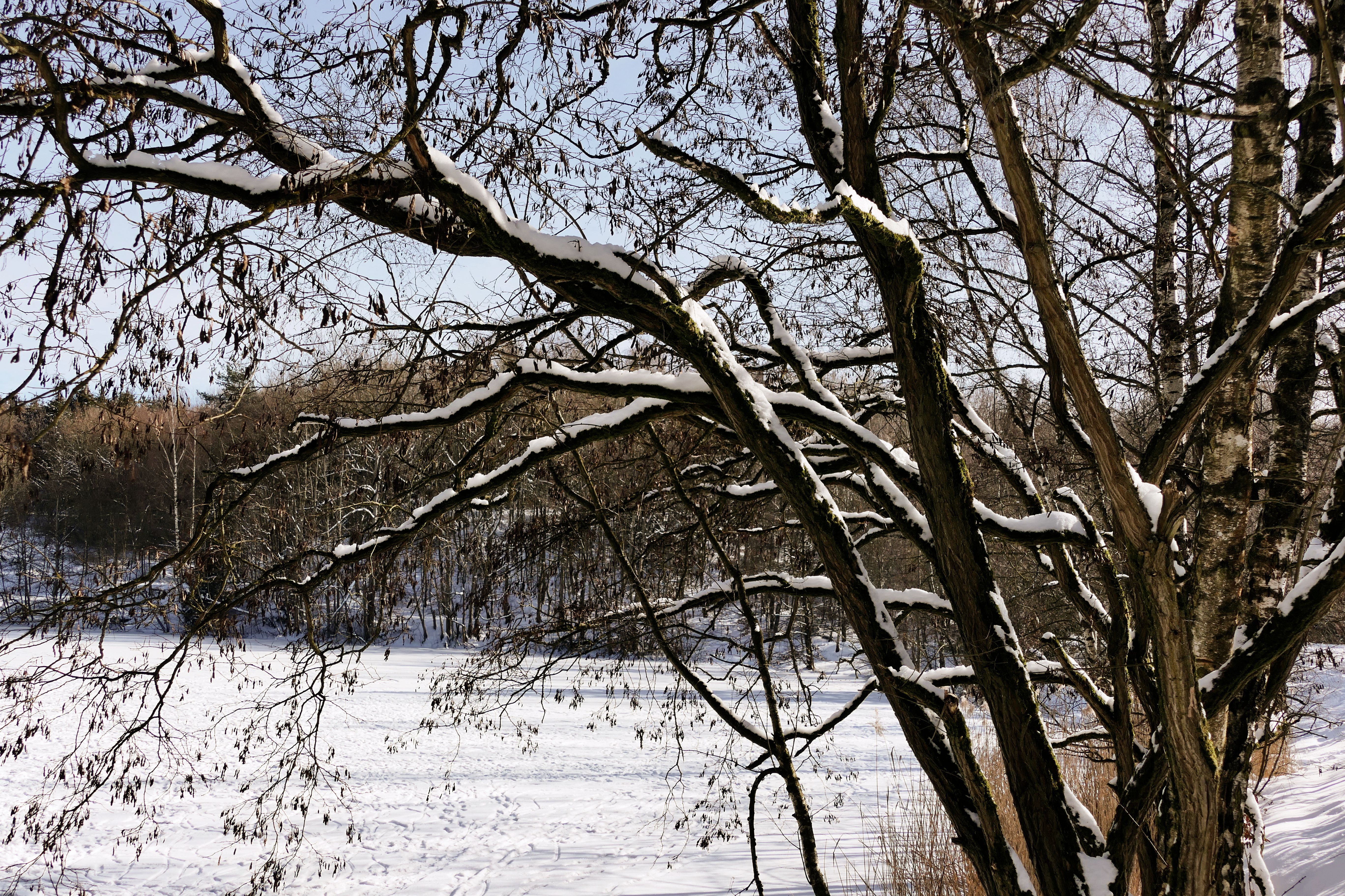 Serene Winter Landscape with Snowy Trees · Free Stock Photo