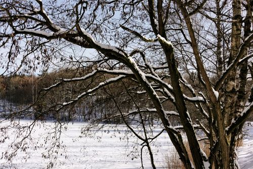 Free Snow-covered branches in a tranquil winter landscape, ideal for seasonal themes. Stock Photo