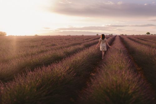 Free A woman strolls through blooming lavender fields in Valensole, France during sunset. Stock Photo