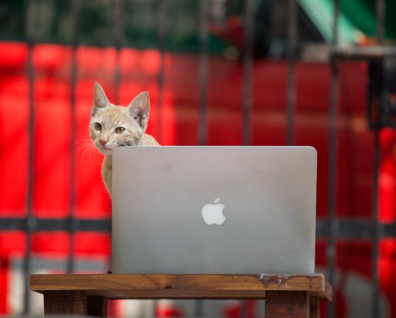 Affordable Pet Tech Gadgets 2026 – Smart, Practical Picks for Budget Buyers
