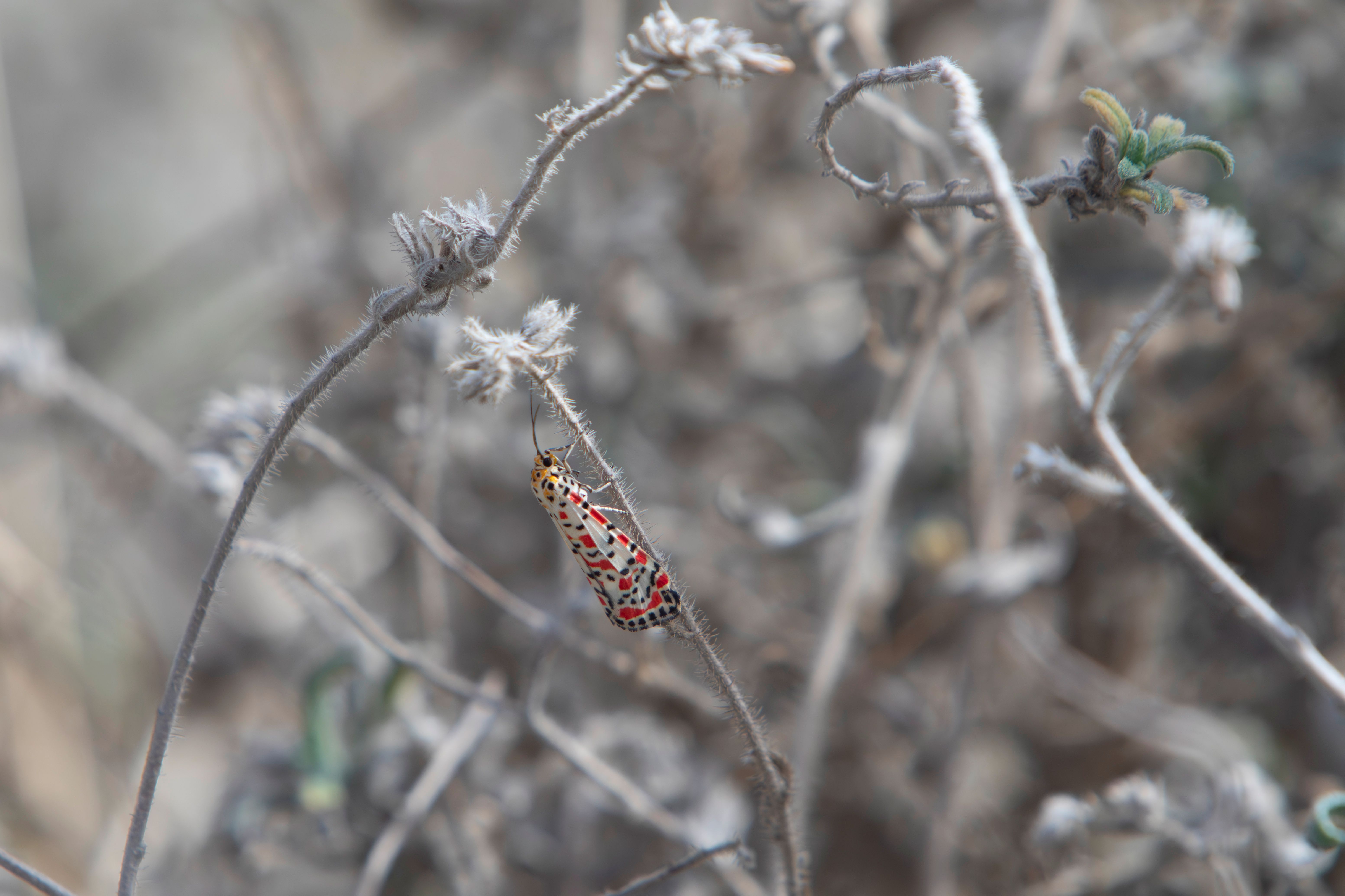 insectos eliminados por sal descubre cuales