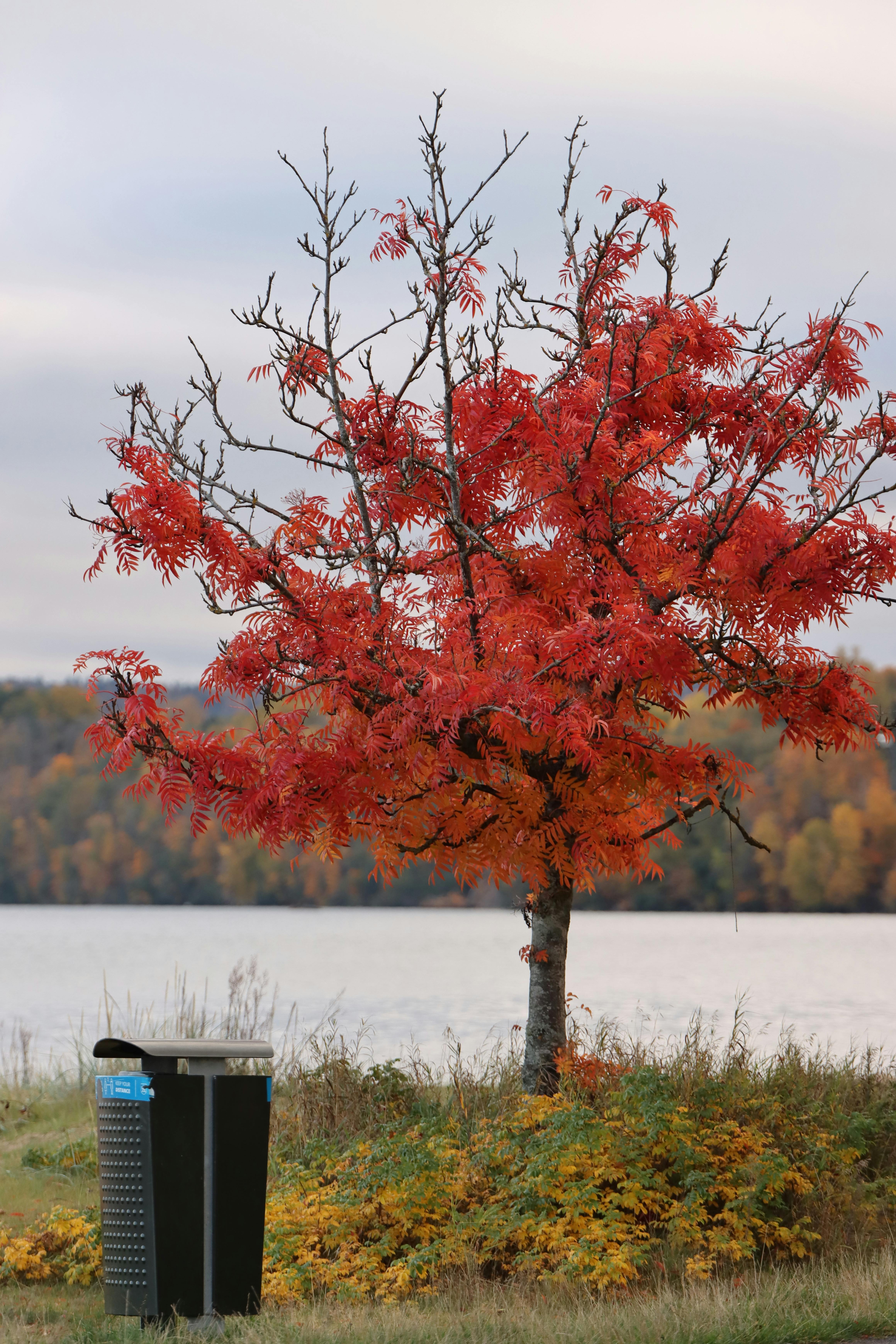 vibrant autumn tree by swedish lakeside