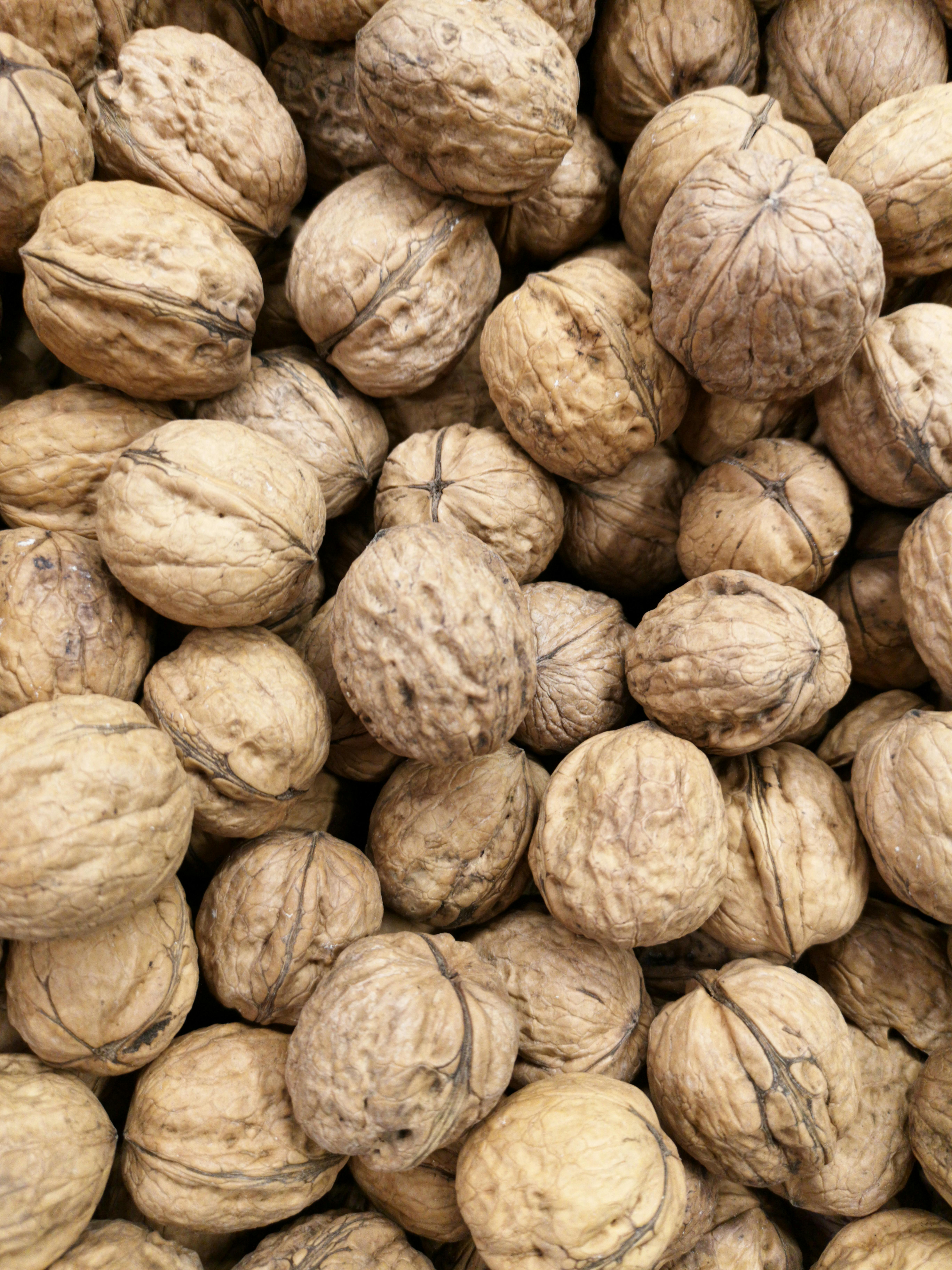Photo of Walnuts · Free Stock Photo