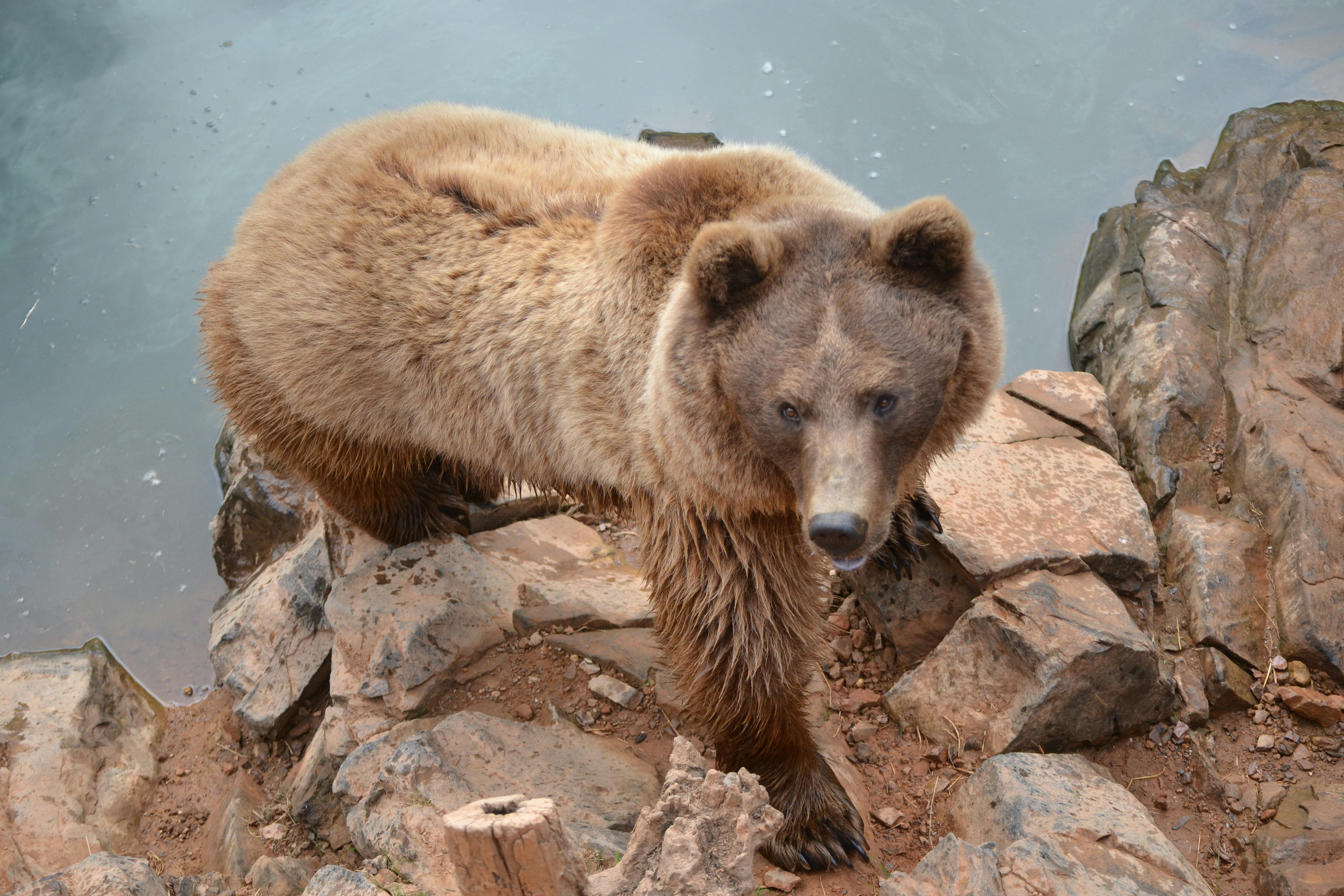A stunning close-up of a grizzly bear standing on rocks by the water.