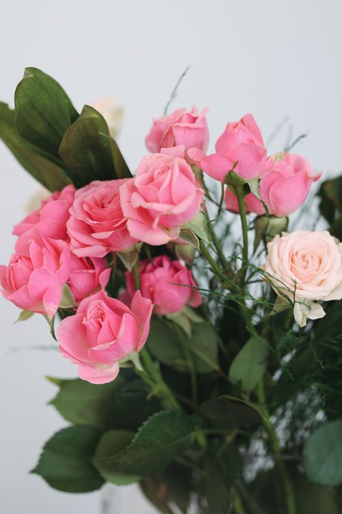 Free Vibrant pink and white roses in a floral arrangement. Stock Photo